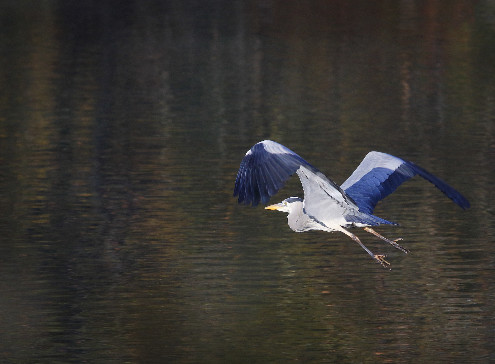 Canon EF 70-200mm F2.8L USM sample photo. L'envol du heron photography
