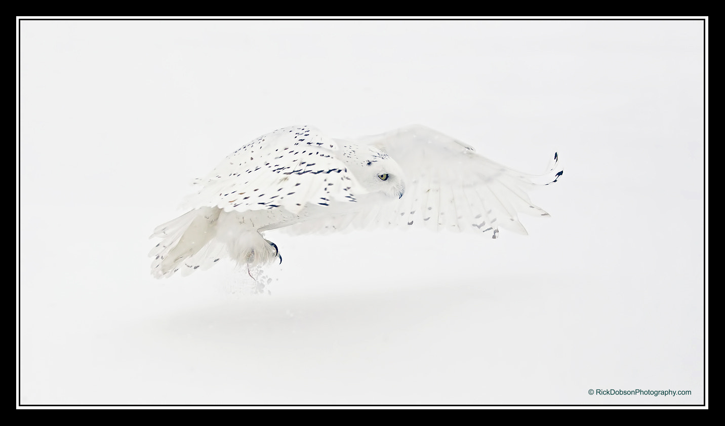 Canon EOS-1D Mark IV + Canon EF 70-200mm F4L IS USM sample photo. Snowy owl male white on white photography