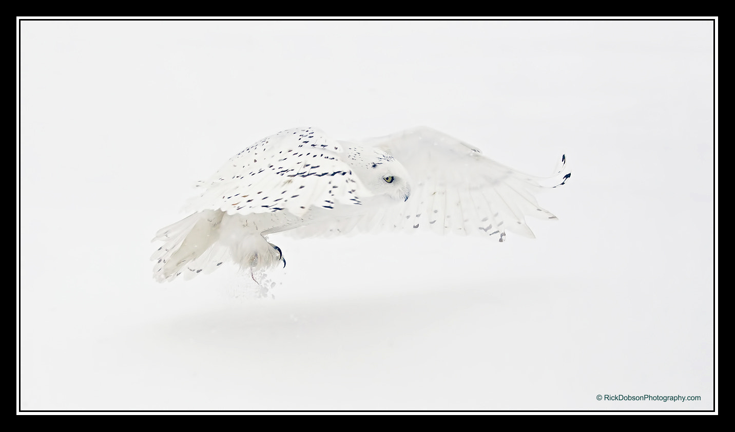 Canon EOS-1D Mark IV sample photo. Snowy owl male white on white photography