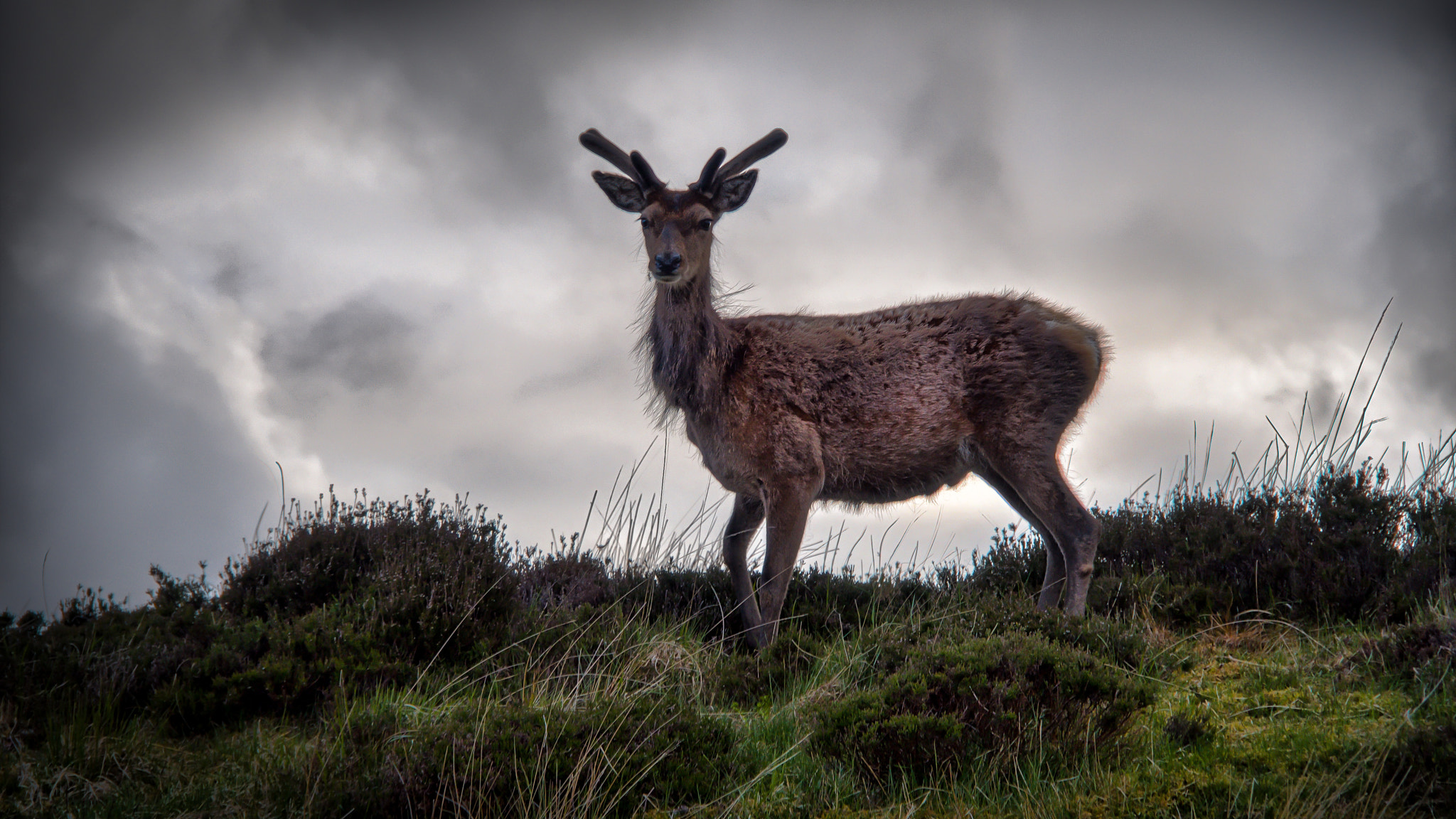 Olympus PEN E-PL6 sample photo. Scotland deer photography