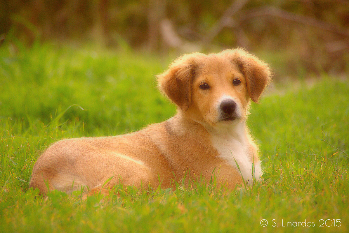 Pentax K10D sample photo. Untitled photography