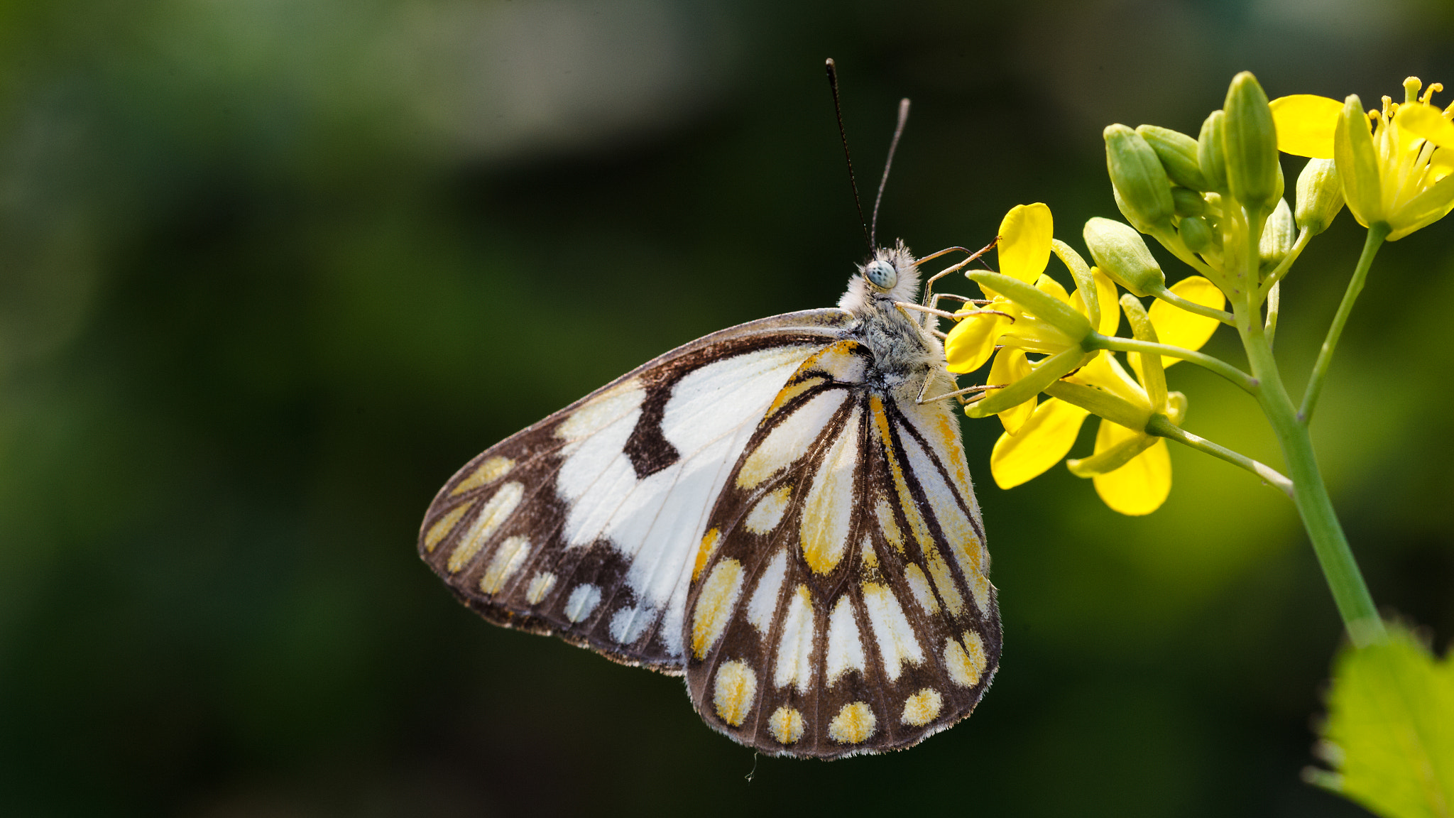 Canon EF 100mm F2.8 Macro USM sample photo. Macro nature photography