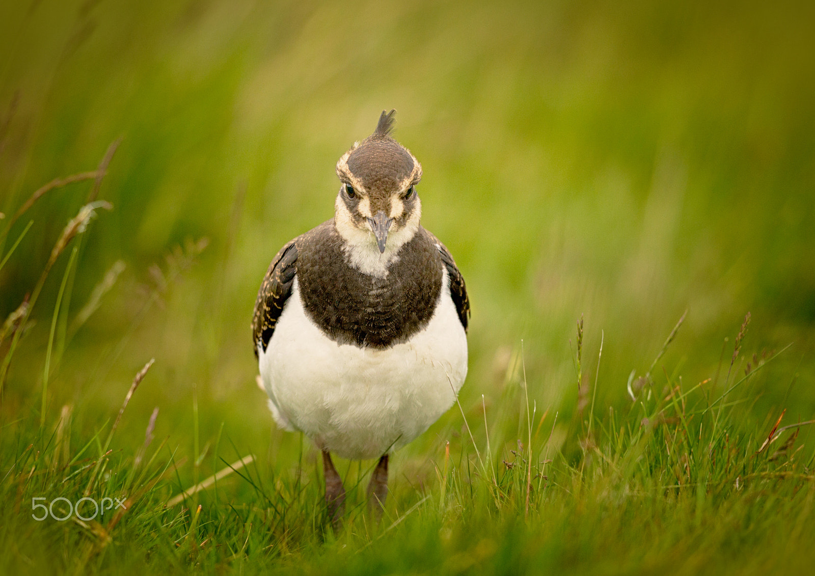 Canon EF 500mm F4L IS II USM sample photo. Lapwing in long grass photography