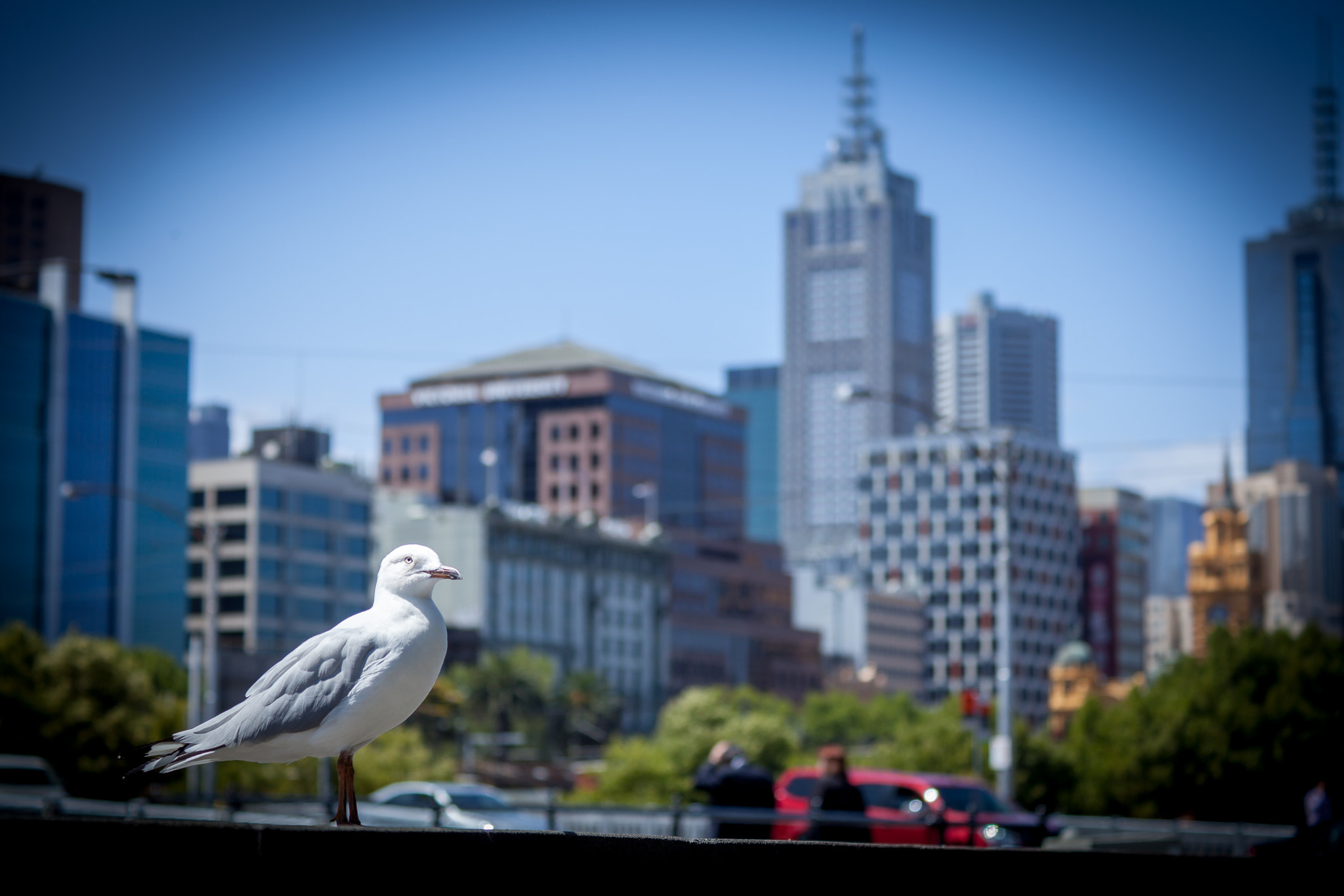 Canon EF 28-90mm f/4-5.6 sample photo. I keep watching you! photography