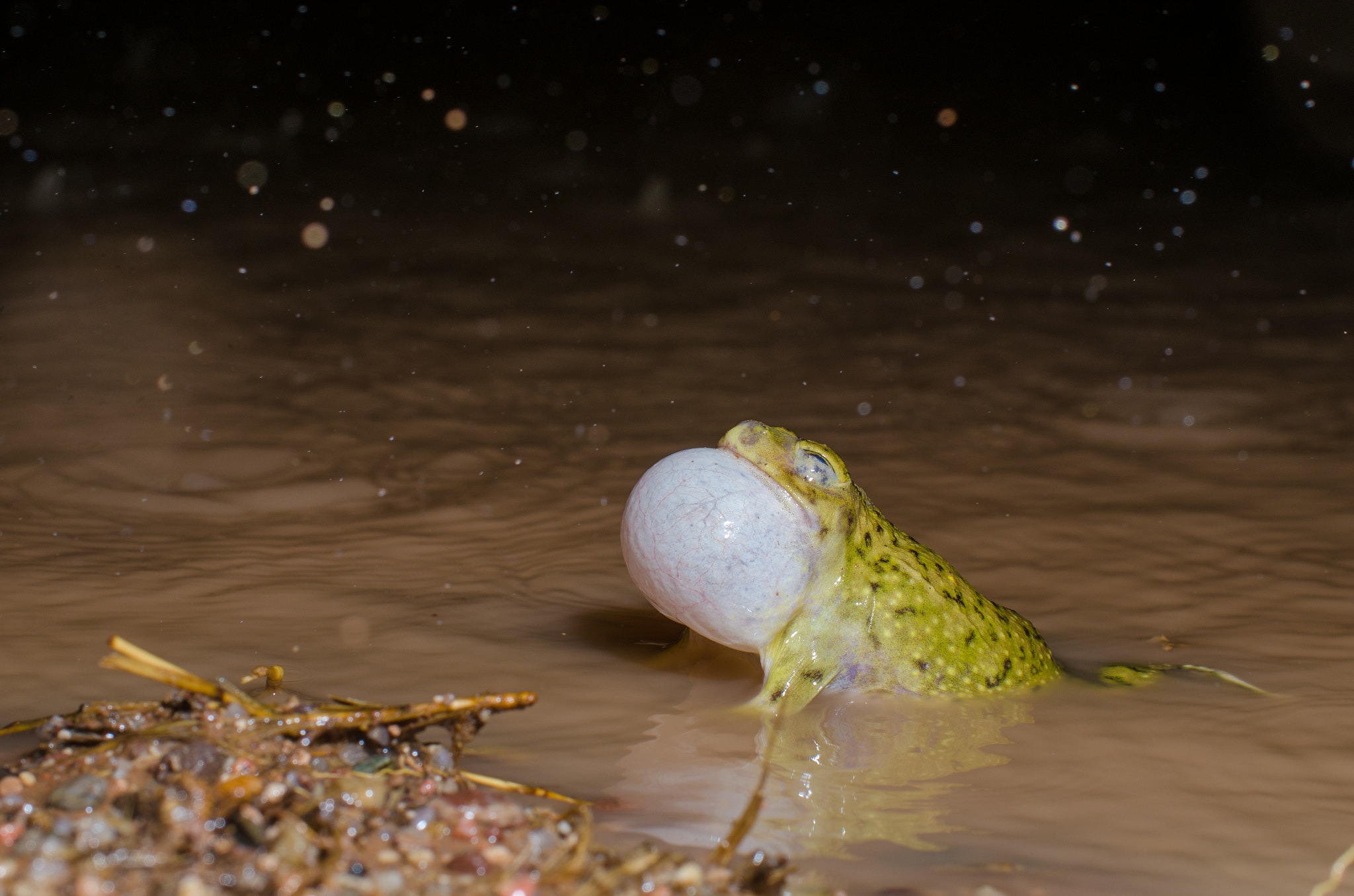 Nikon D7000 + AF Zoom-Micro Nikkor 70-180mm f/4.5-5.6D ED sample photo. Male couch spadefoot calling in the rain. photography