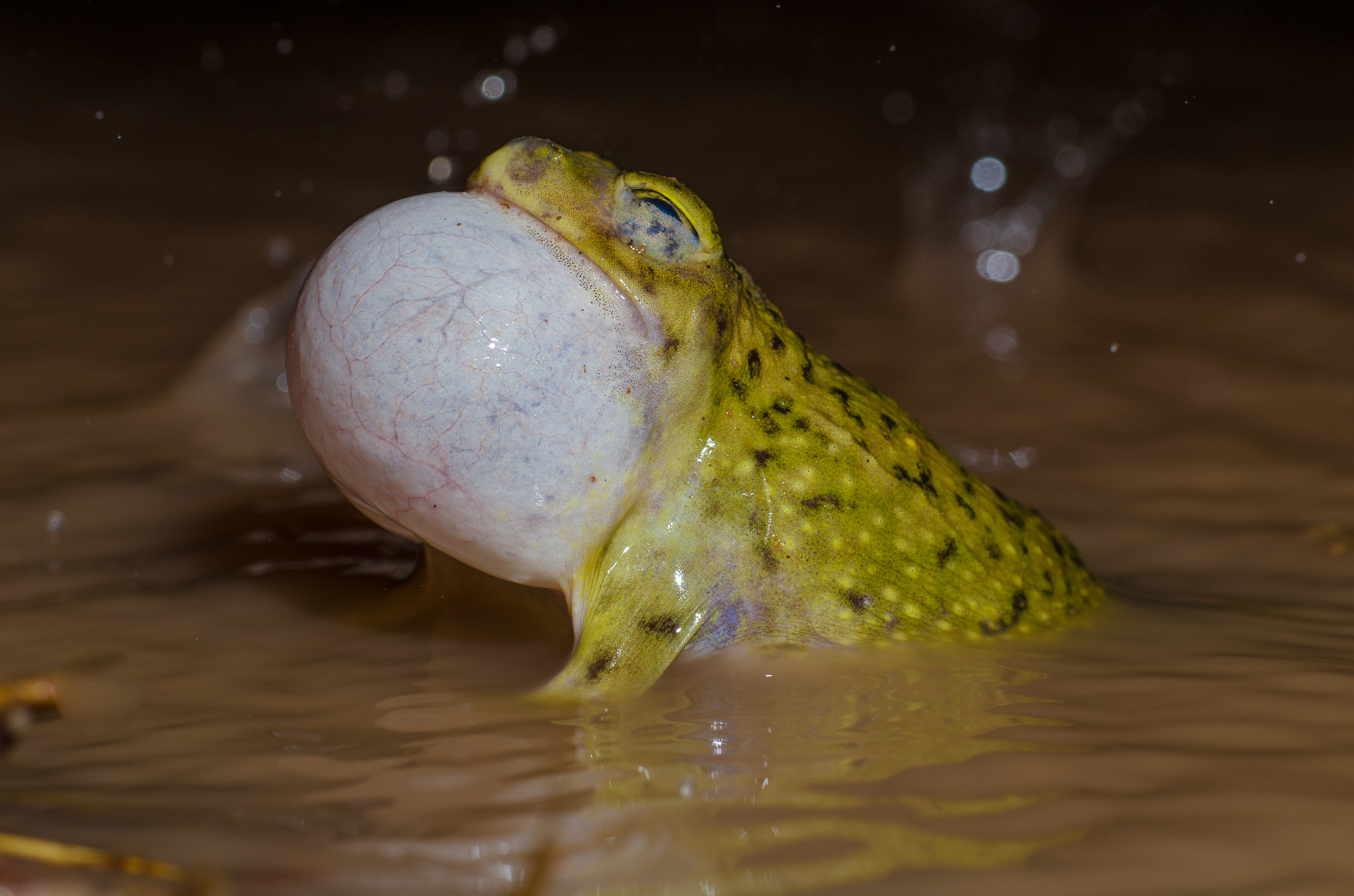Nikon D7000 + AF Zoom-Micro Nikkor 70-180mm f/4.5-5.6D ED sample photo. Couch spadefoot male calling in the rain. photography