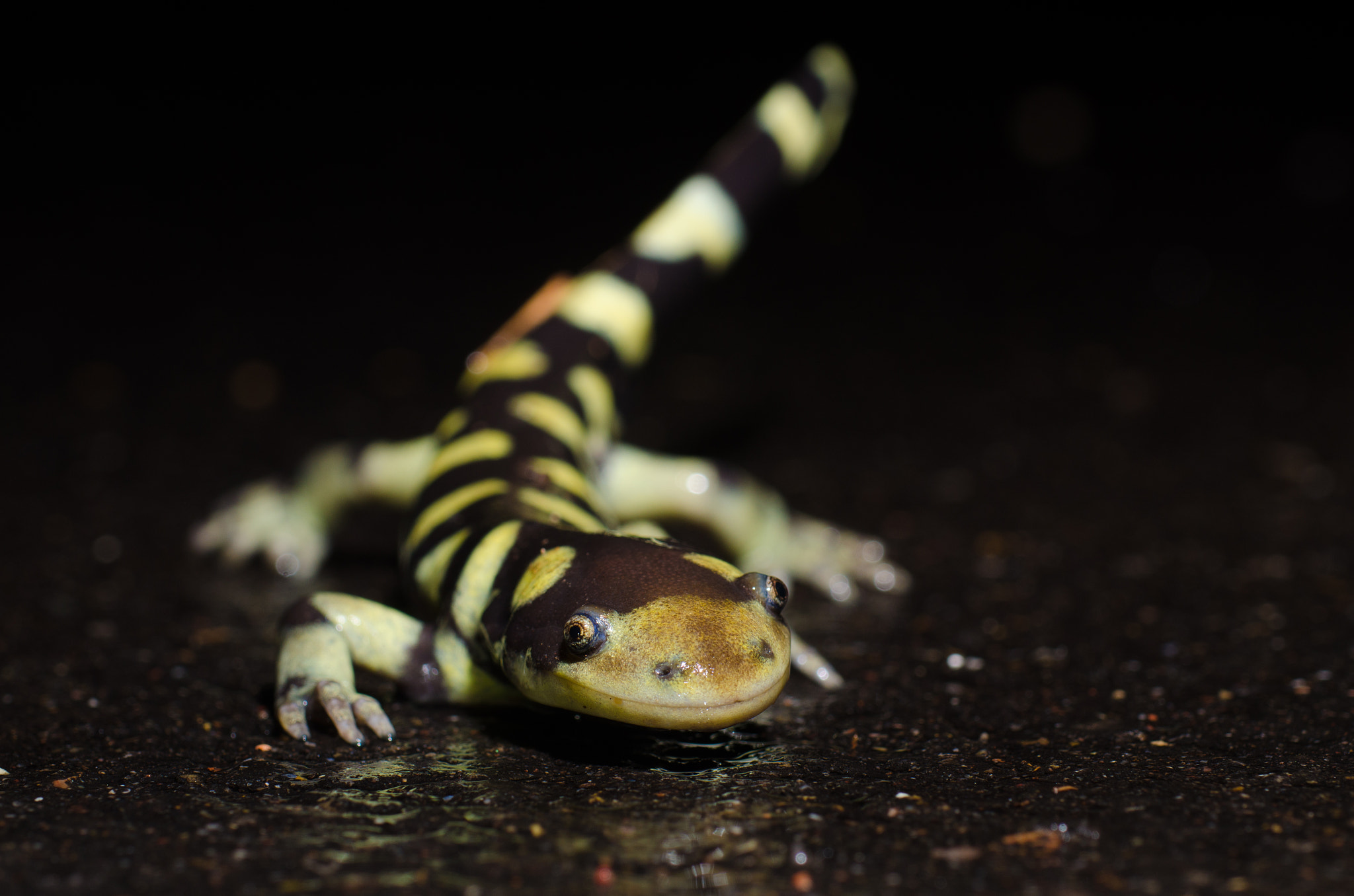 Nikon D7000 + AF Zoom-Micro Nikkor 70-180mm f/4.5-5.6D ED sample photo. Barred tiger salamander, (ambystoma m. marvortium) photography