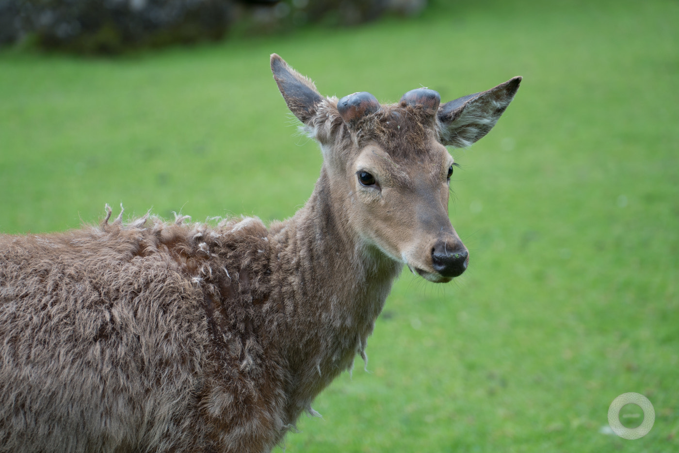 Sony FE PZ 28-135mm F4 G OSS sample photo. Reh im wildpark ferleiten am großglockner photography