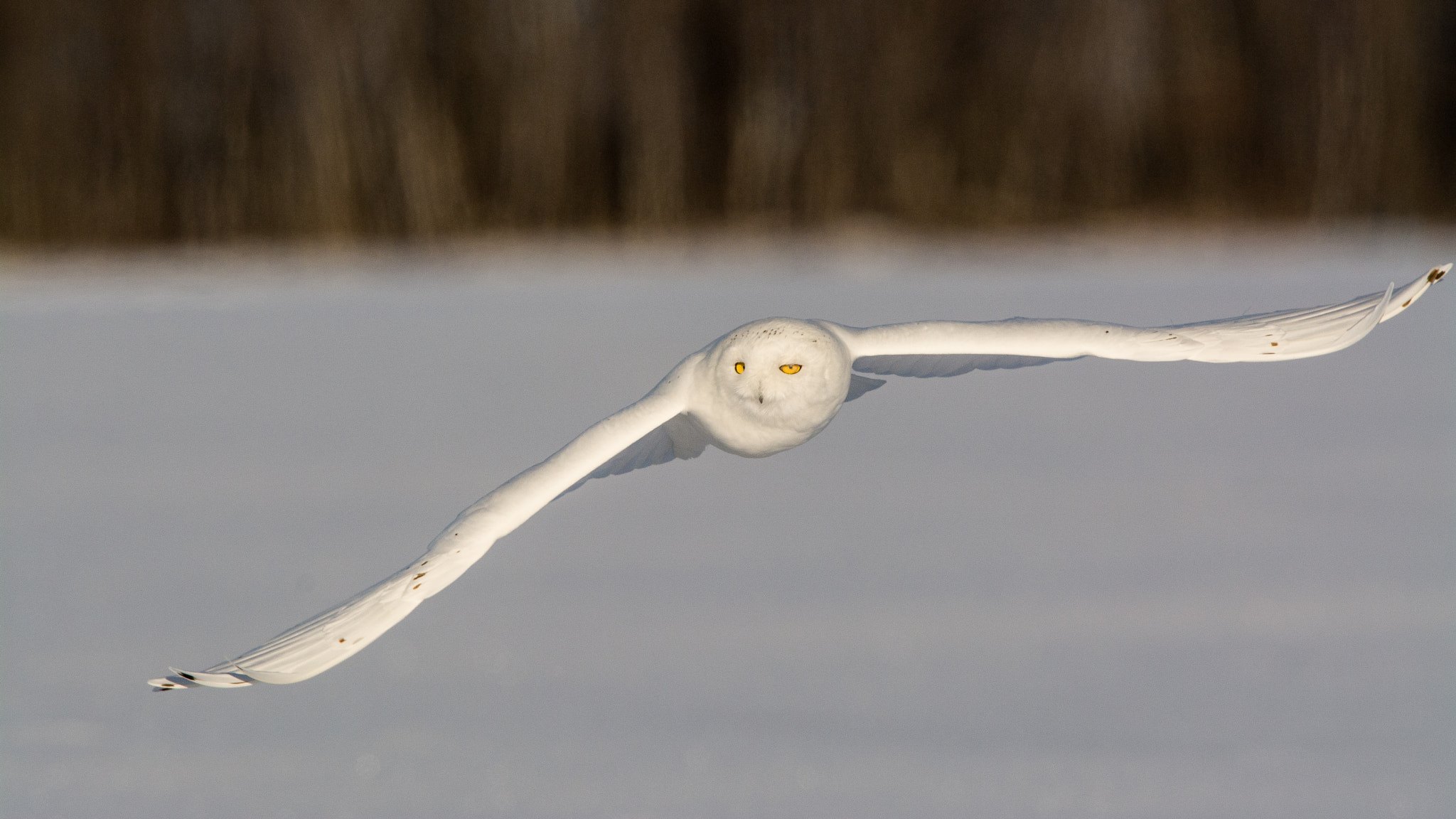 Nikon AF-S Nikkor 600mm F4D ED-IF II sample photo. Snowy owl photography