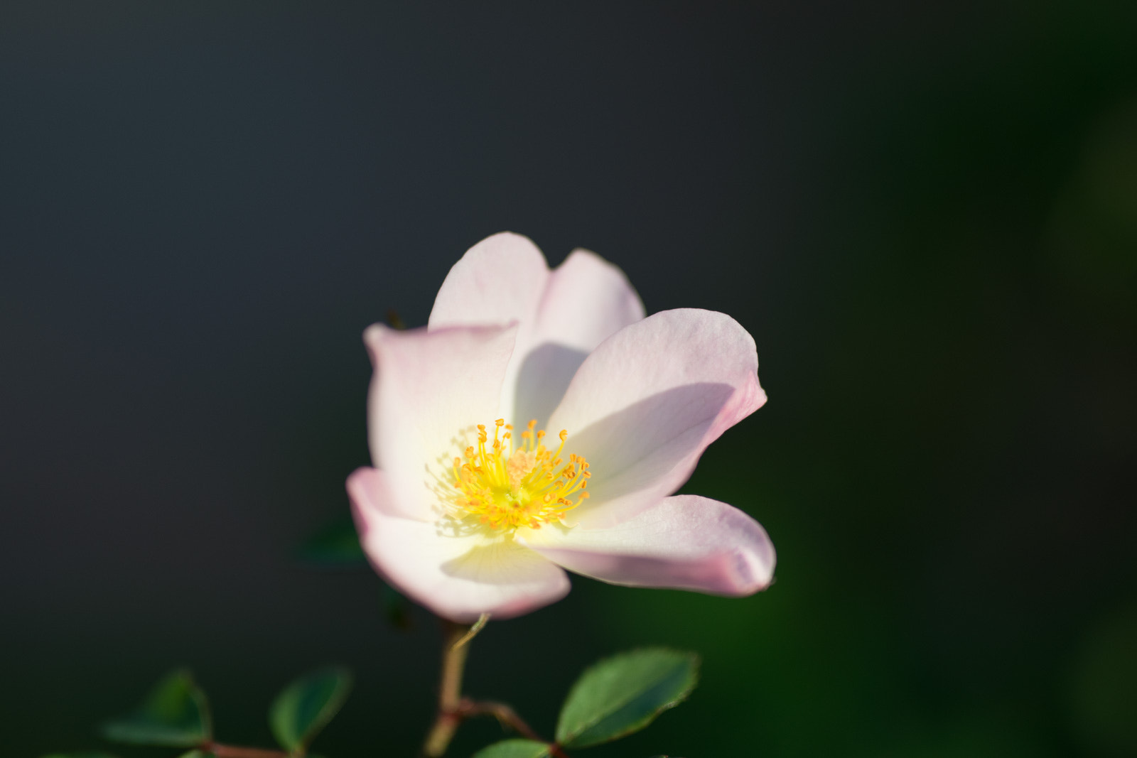 Nikon D5300 + Sigma 50mm F1.4 DG HSM Art sample photo. Autumn flower photography