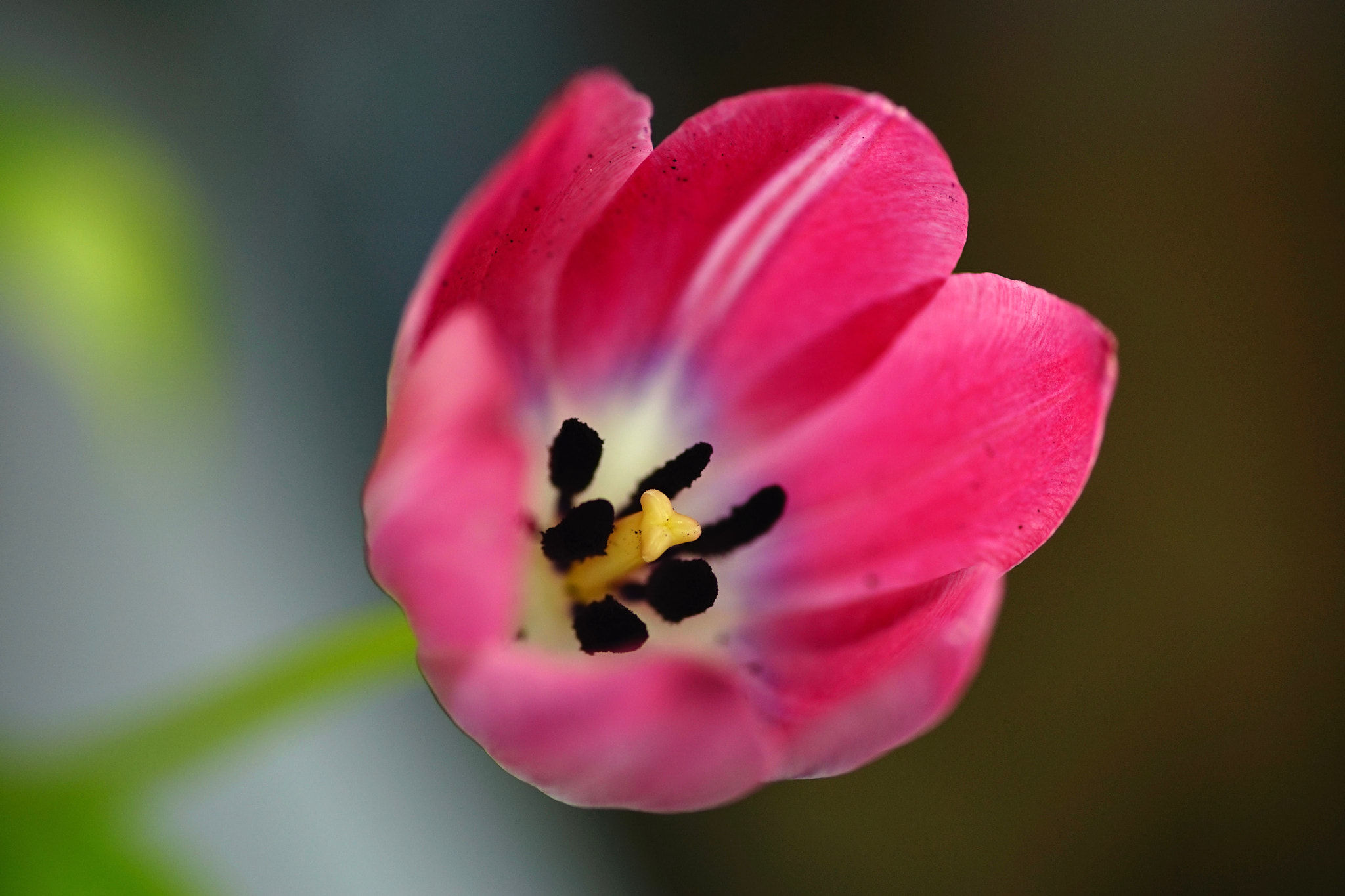 Sigma AF 105mm F2.8 EX [DG] Macro sample photo. Tulip - macro photography