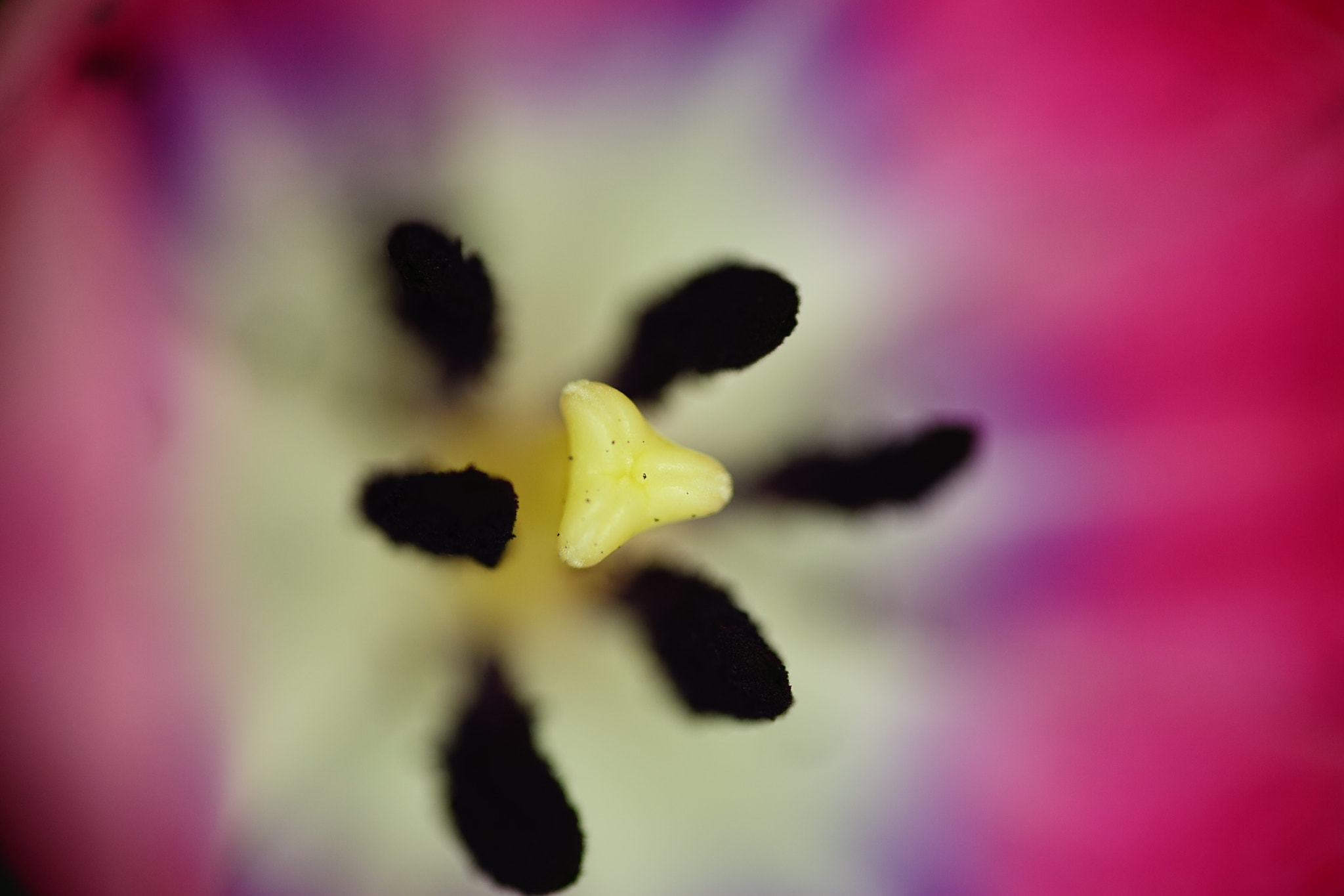 Sony a7 + Sigma AF 105mm F2.8 EX [DG] Macro sample photo. Tulip - macro photography