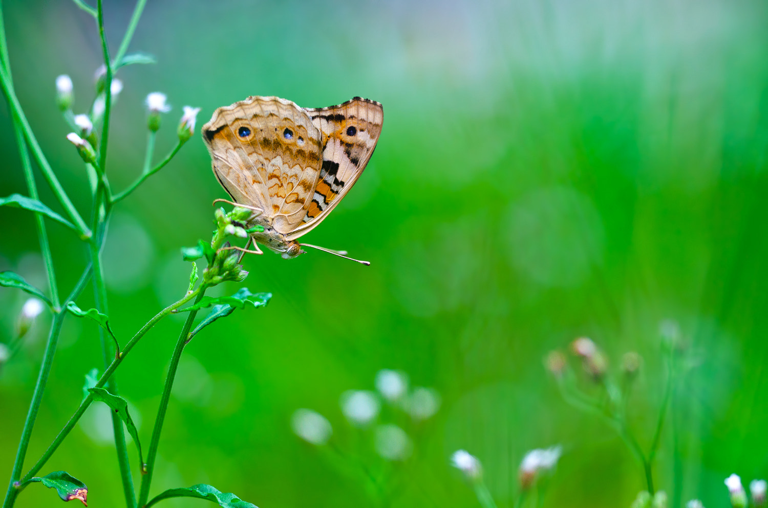 Sigma 150mm F2.8 EX DG OS Macro HSM sample photo. Butterfly photography