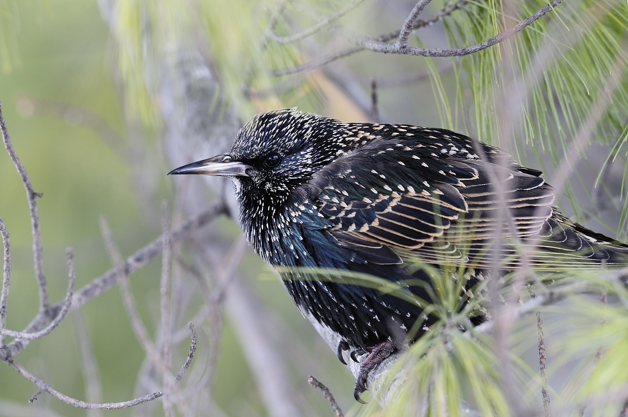 Nikon D300S + Nikon AF-S Nikkor 500mm F4G ED VR sample photo. Étourneau sansonnet, common starling photography