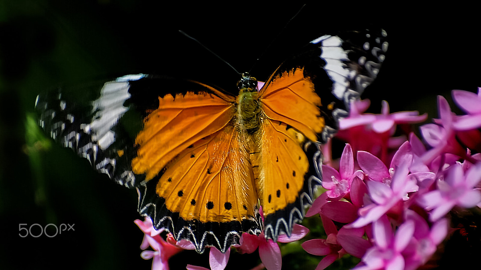 Canon EOS 450D (EOS Rebel XSi / EOS Kiss X2) + Sigma 50-200mm F4-5.6 DC OS HSM sample photo. Butterfly photography