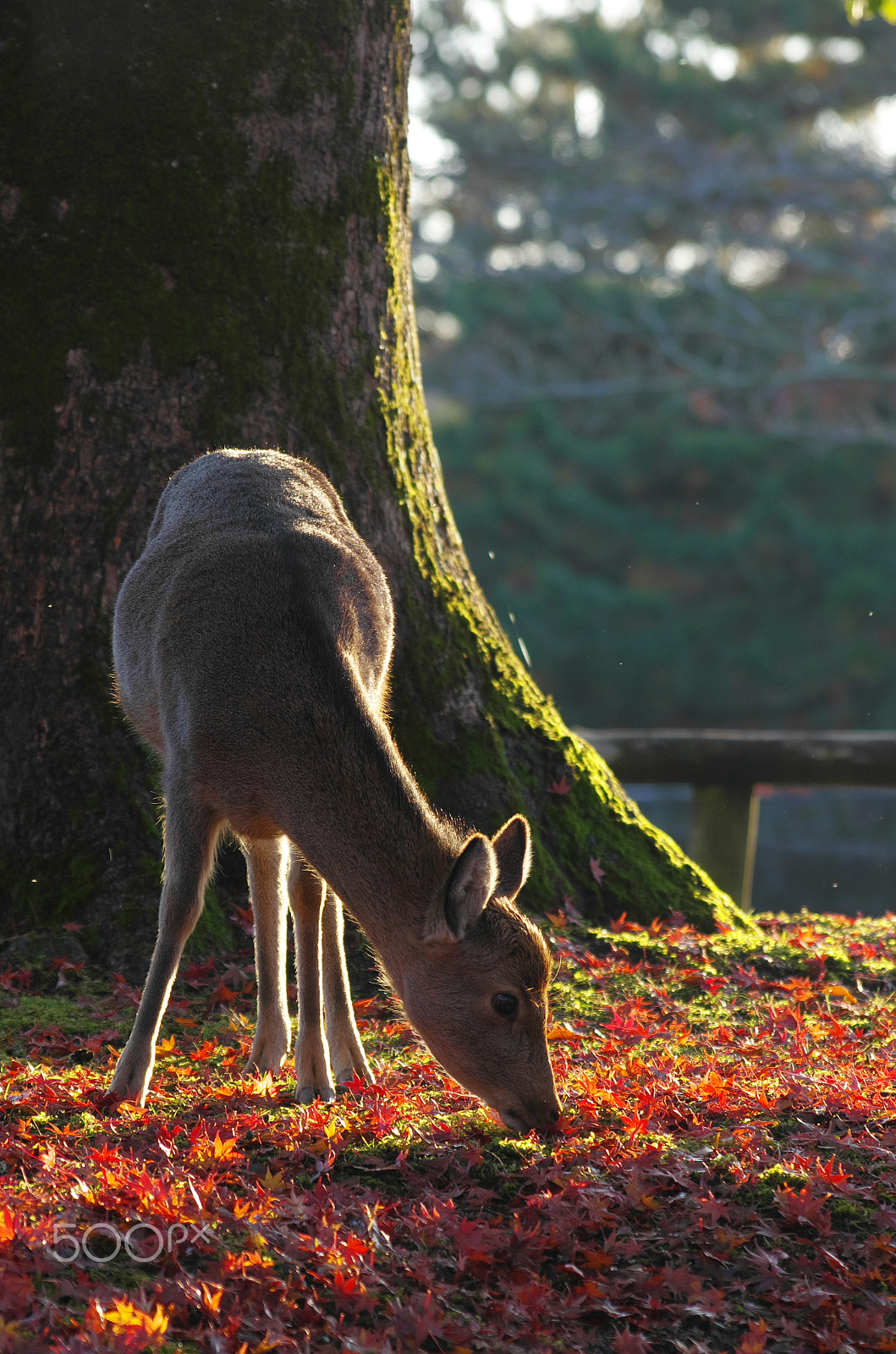 Pentax K-5 IIs + Pentax smc DA* 60-250mm F4.0 ED (IF) SDM sample photo. Apostle photography