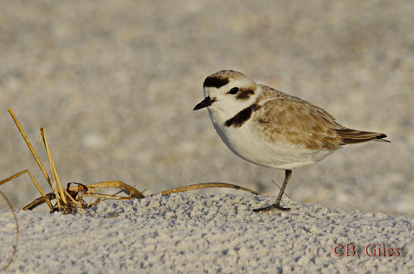 Sigma 150-500mm F5-6.3 DG OS HSM sample photo. Beach balance photography