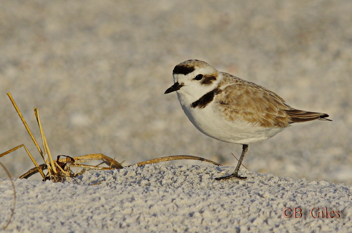 Pentax K-5 IIs + Sigma 150-500mm F5-6.3 DG OS HSM sample photo. Beach balance photography