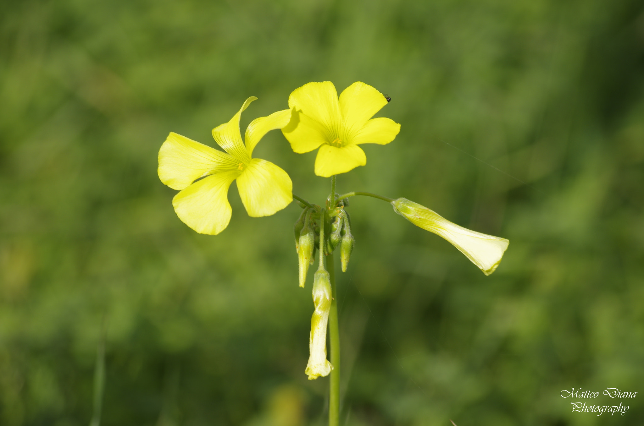 smc PENTAX-DA L 50-200mm F4-5.6 ED sample photo. 'acetosella gialla (oxalis pes-caprae l., 1753) photography