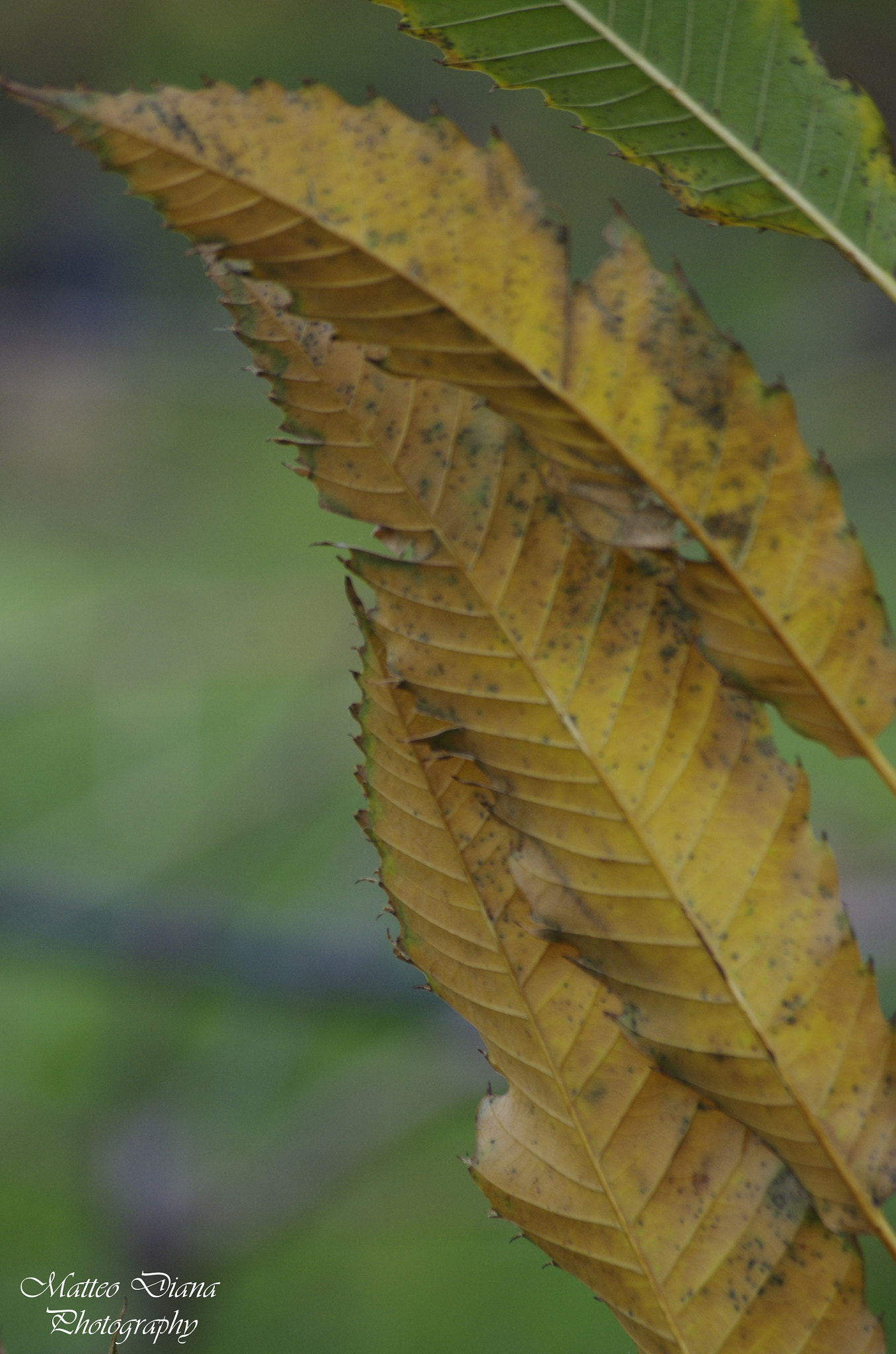 smc PENTAX-DA L 50-200mm F4-5.6 ED sample photo. Leaves... photography