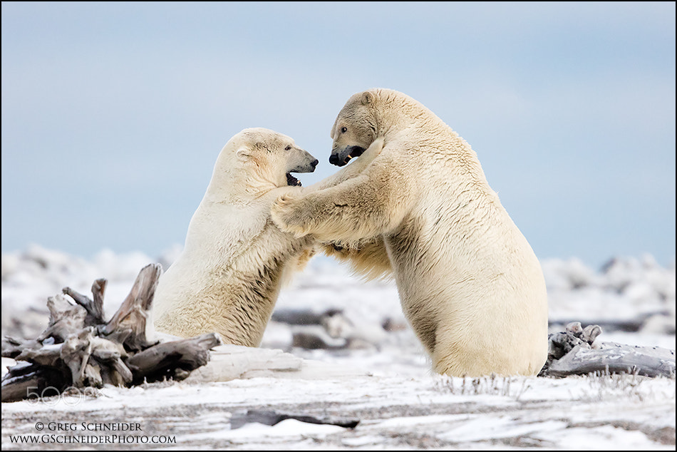 Canon EF 600mm F4L IS II USM sample photo. Polar bear battle photography
