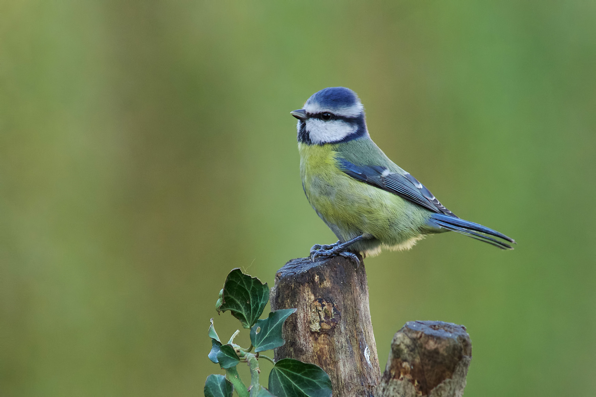 Sony a99 II + Minolta AF 300mm F2.8 HS-APO G sample photo. Blue tit photography