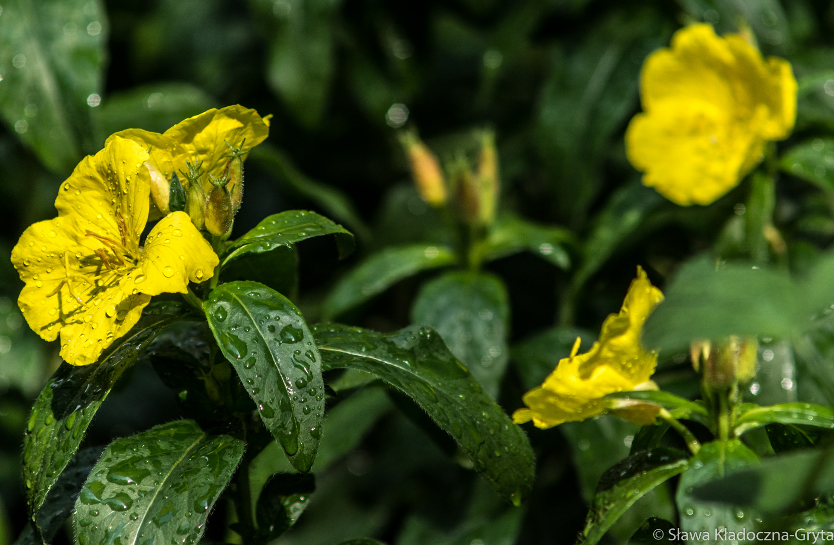 Nikon D7100 + AF Zoom-Nikkor 70-210mm f/4 sample photo. Flowers photography