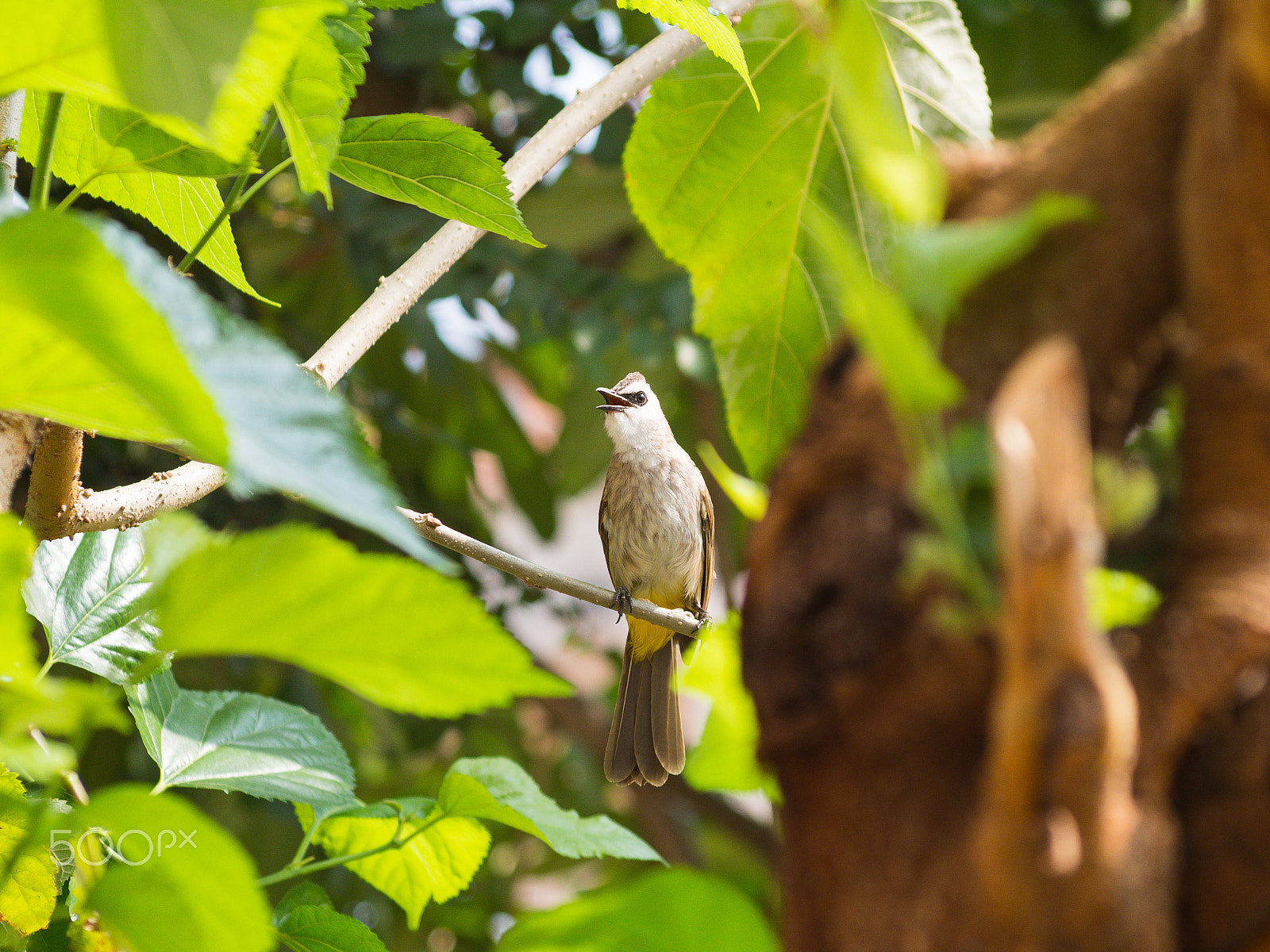 Olympus Zuiko Digital ED 70-300mm F4.0-5.6 sample photo. Bird-sooty-headed bulbul photography