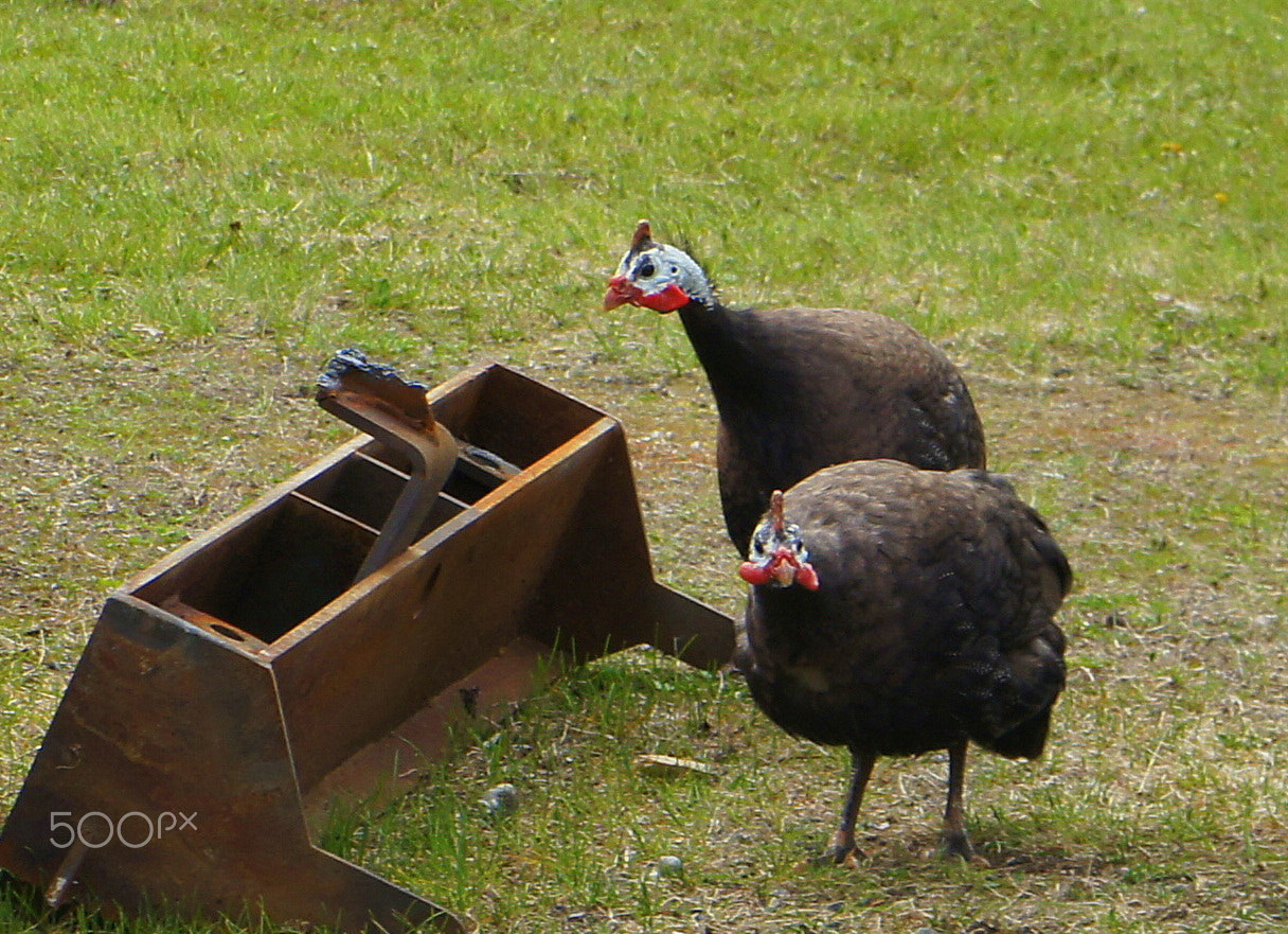 Sony Alpha NEX-C3 sample photo. Helmeted guinea photography
