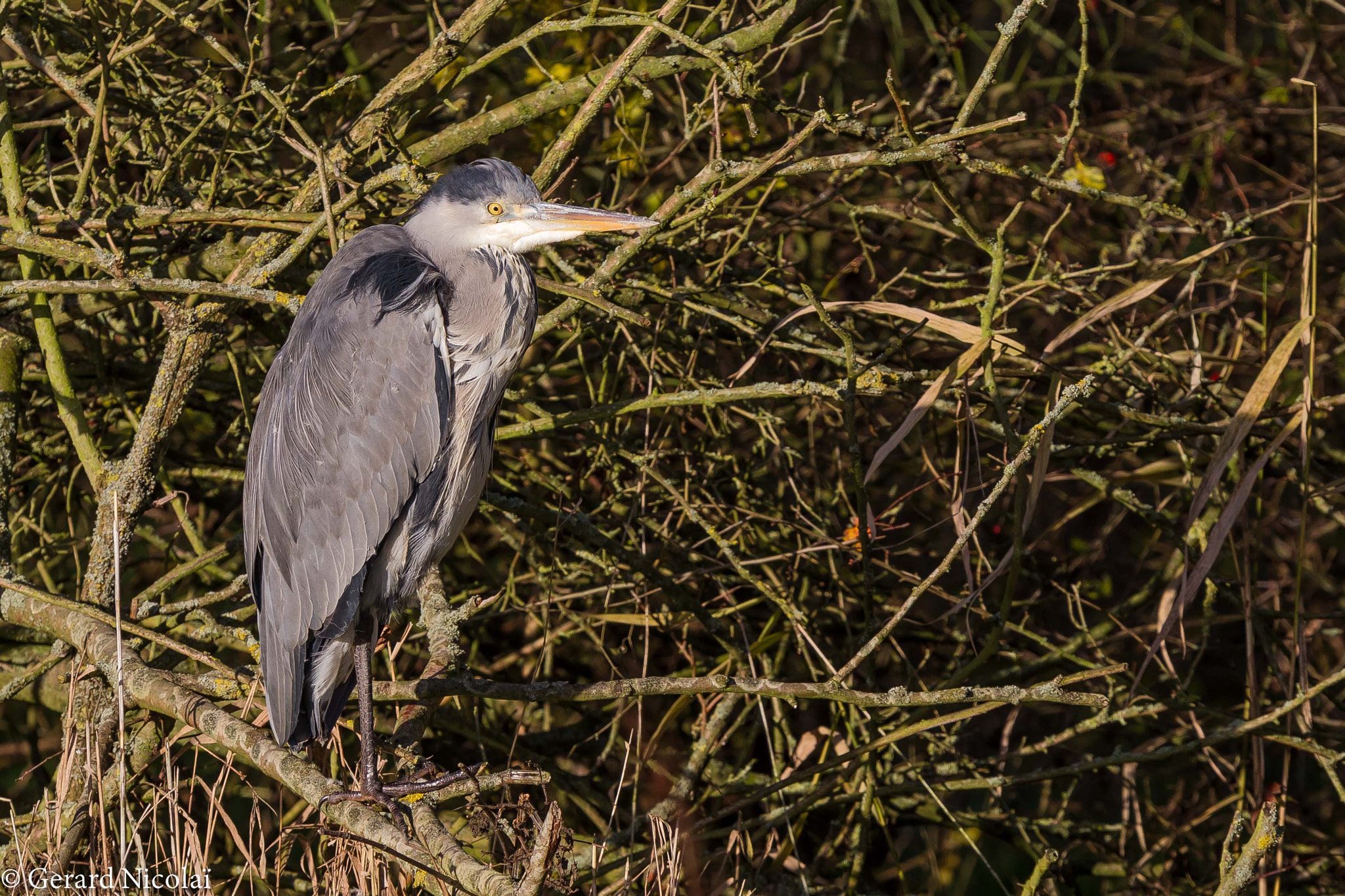 Canon EF 300mm F2.8L IS USM sample photo. Heron finding shelter from a cold wind photography