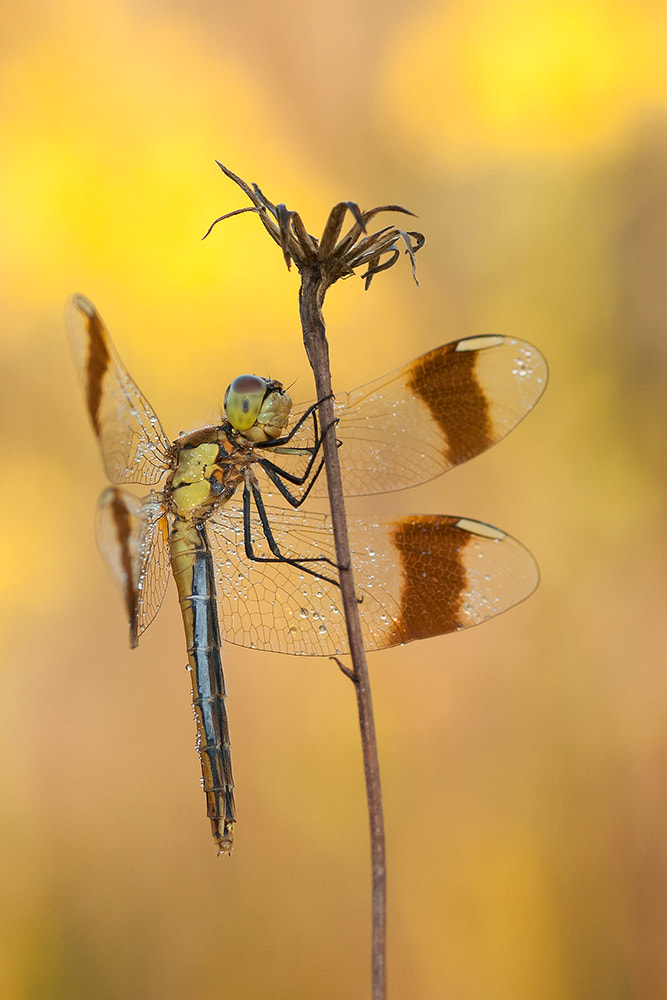 Sony Alpha DSLR-A700 + Tamron SP AF 90mm F2.8 Di Macro sample photo. Banded darter photography