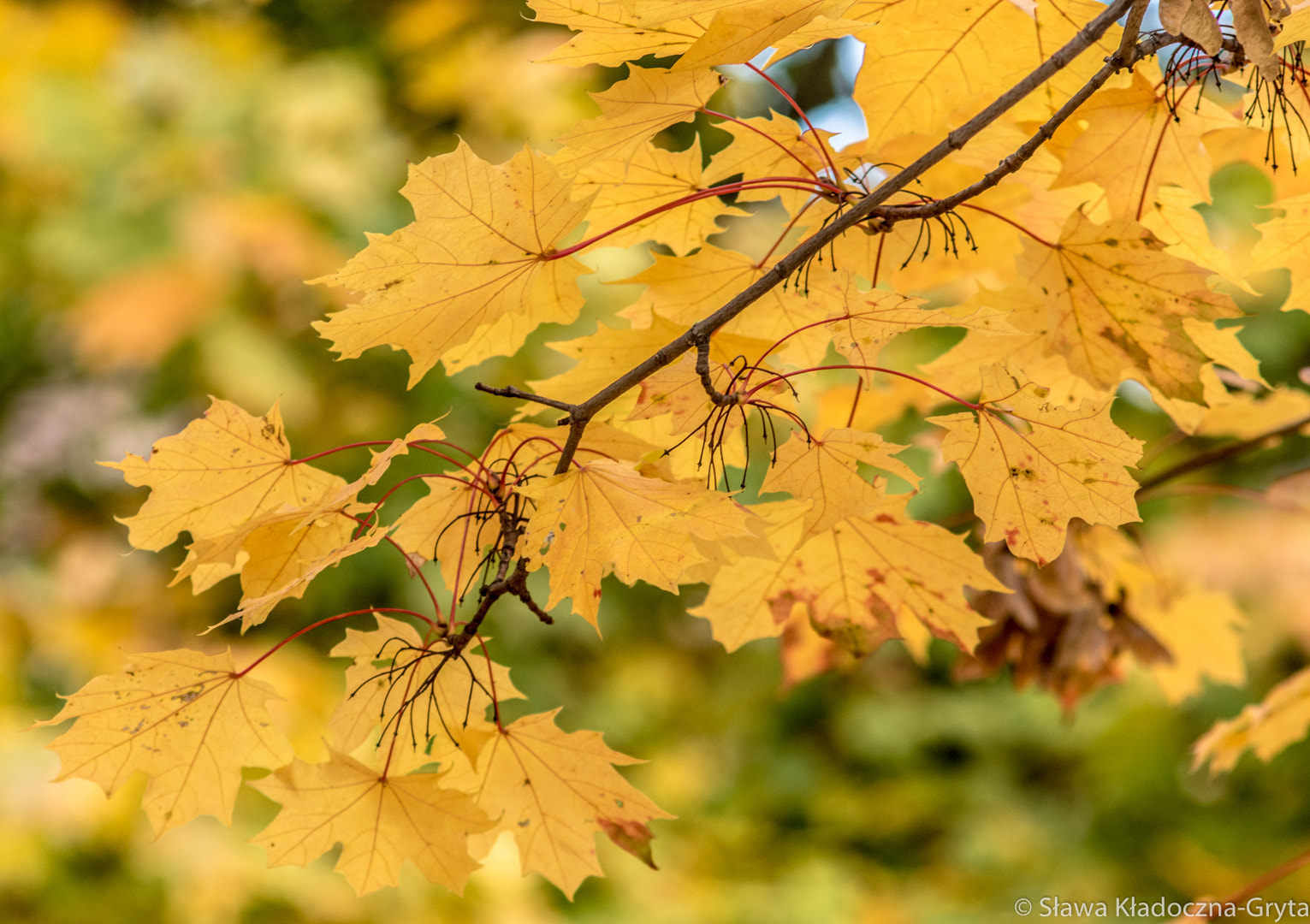 Nikon D7100 + AF Zoom-Nikkor 70-210mm f/4 sample photo. Autumn photography