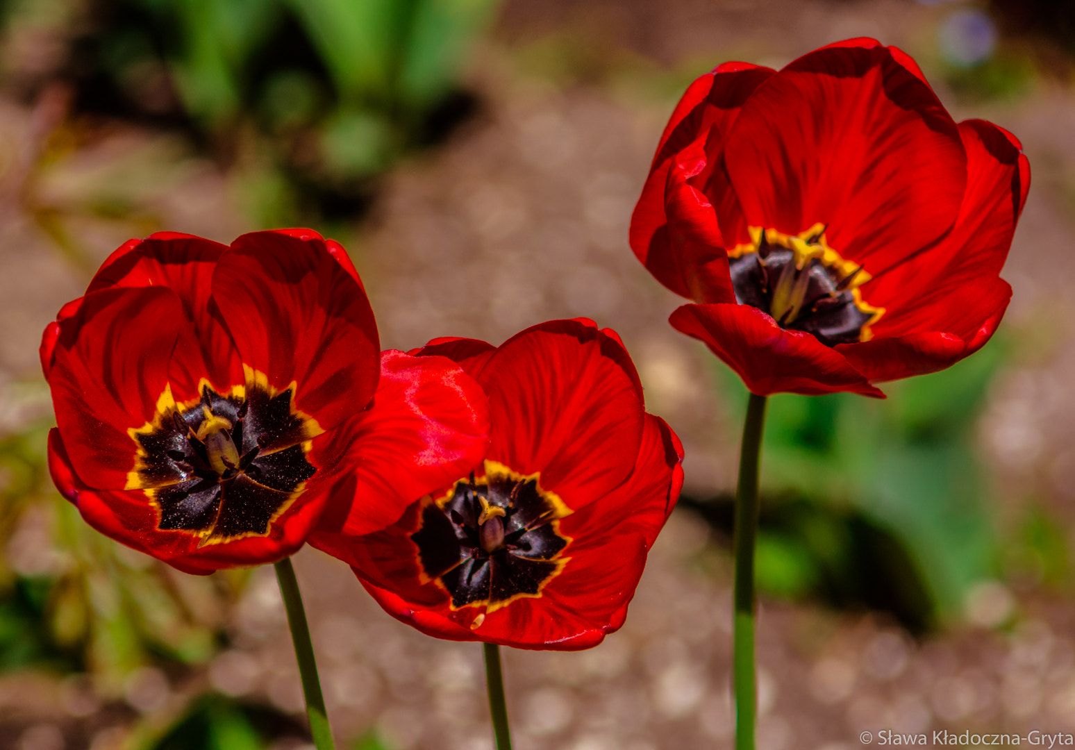 Nikon D7100 + AF Zoom-Nikkor 70-210mm f/4 sample photo. Tulips photography