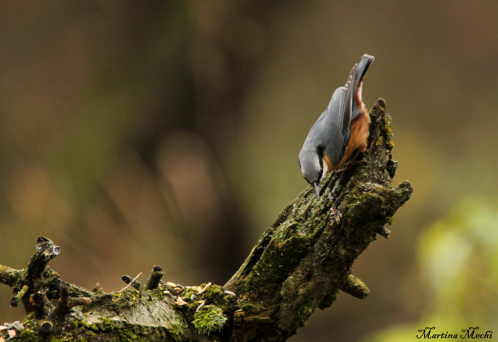 Sigma 150-500mm F5-6.3 DG OS HSM sample photo. *little goblin* photography