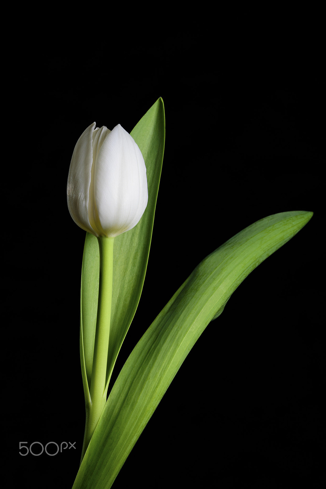 Sigma 150mm F2.8 EX DG Macro HSM sample photo. White tulip photography