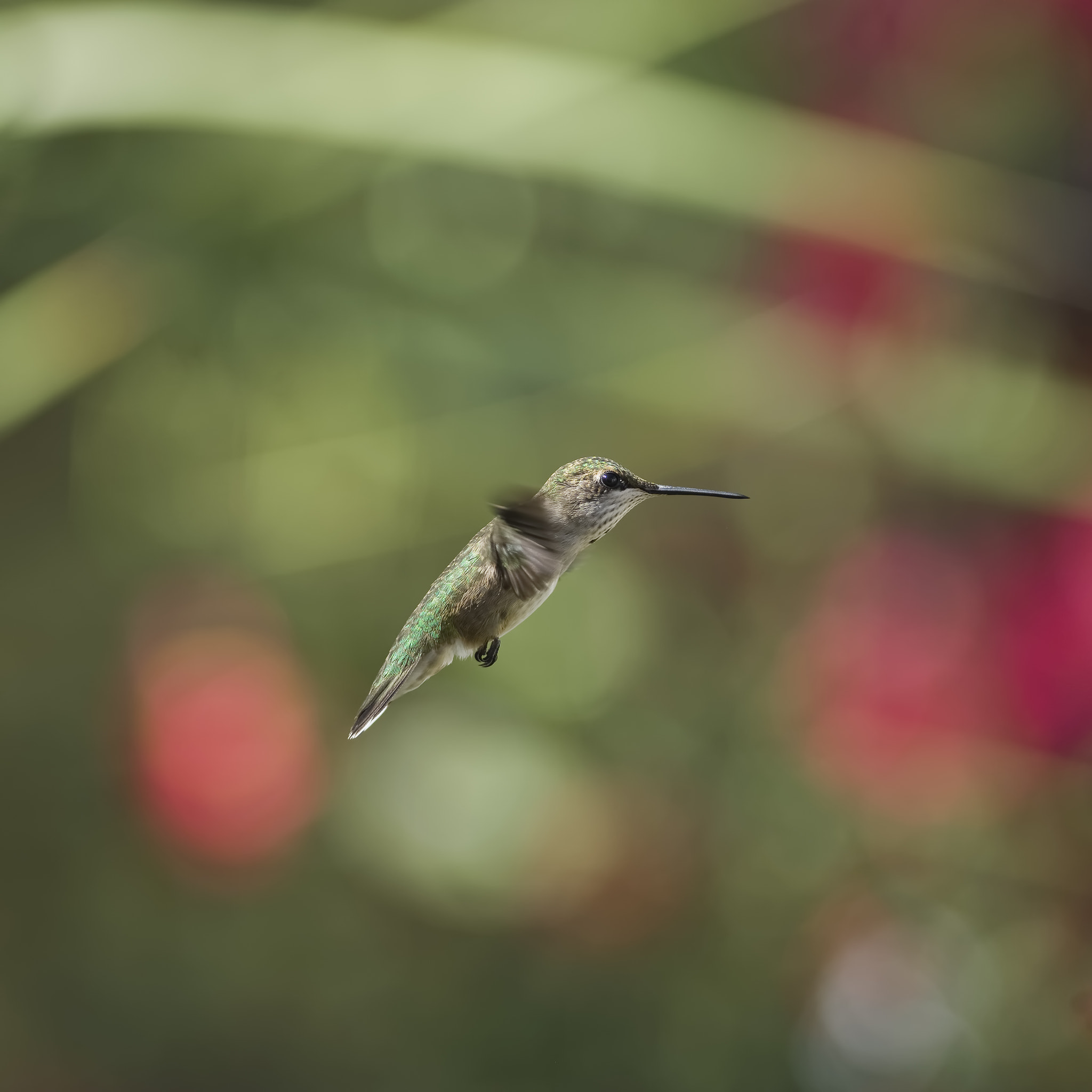 Nikon D7100 + AF Nikkor 70-210mm f/4-5.6D sample photo. Hanging like a christmas ornament photography