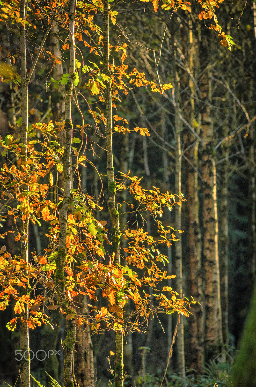 Pentax smc DA* 300mm F4.0 ED (IF) SDM sample photo. Trees photography
