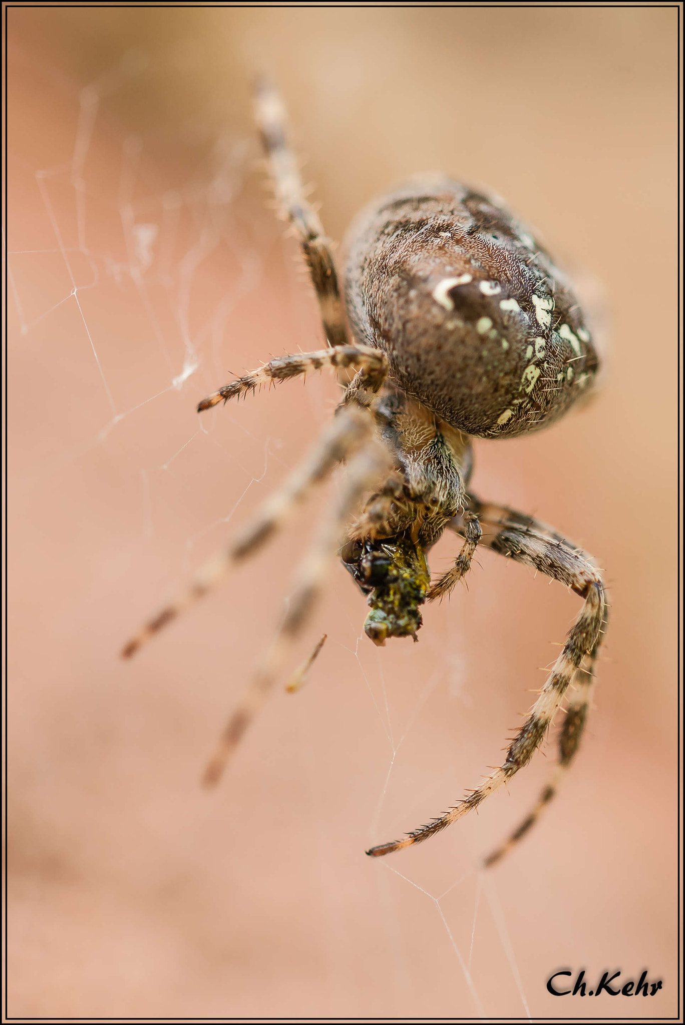 Sigma 105mm F2.8 EX DG OS HSM sample photo. Araignée epiere diadème photography