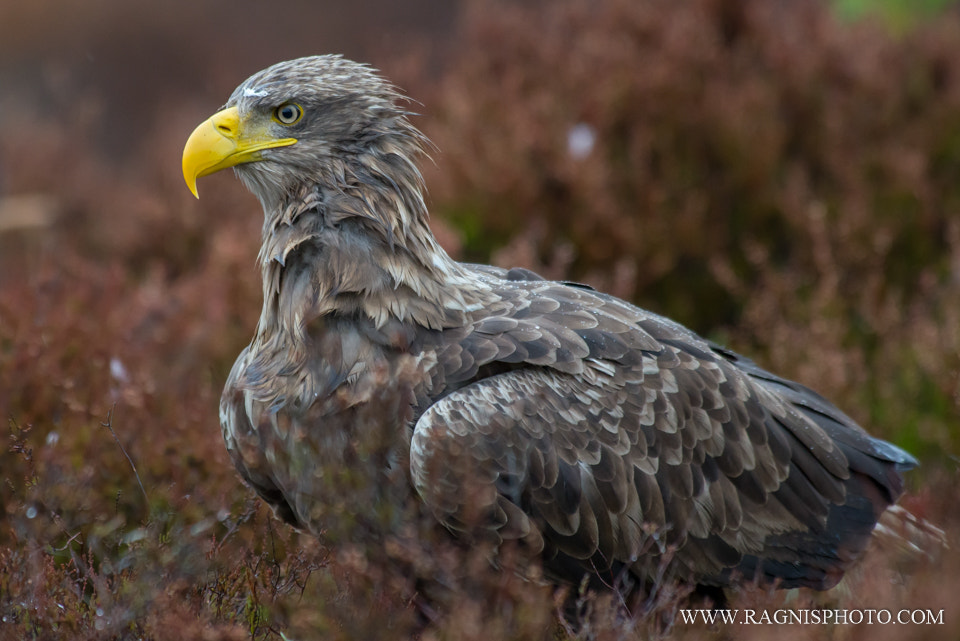 Nikon AF-S Nikkor 300mm F2.8G ED VR II sample photo. White-tailed eagle photography