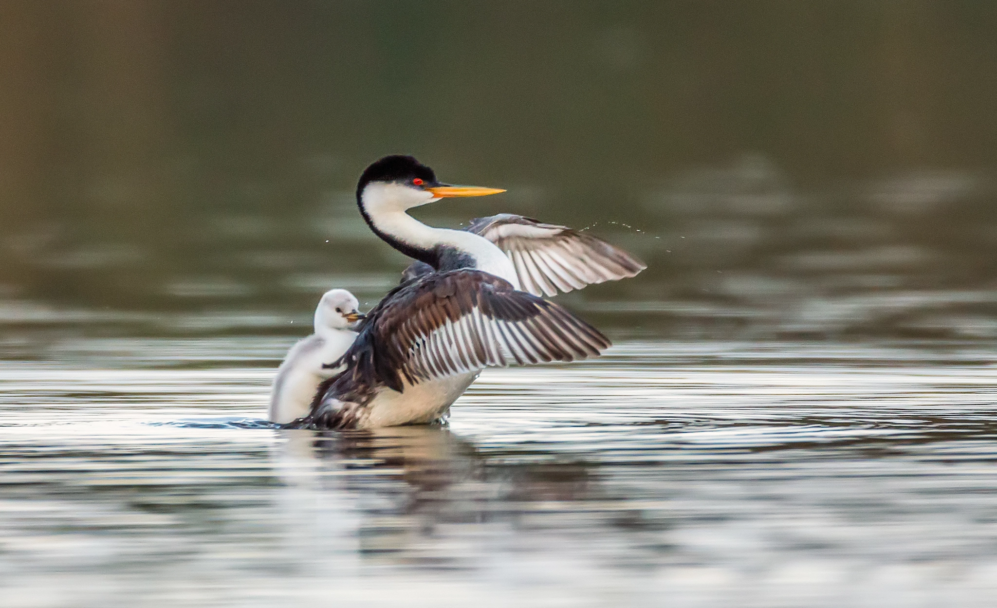 Canon EF 600mm f/4L IS + 2x sample photo. Hold on! photography