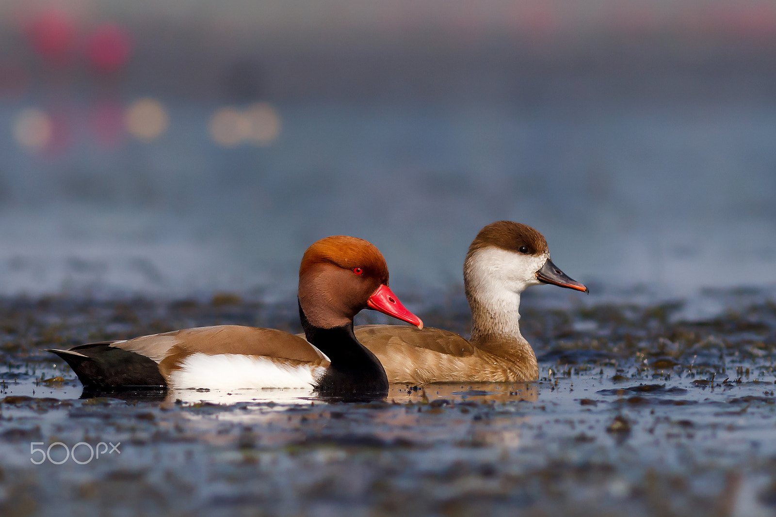Canon EOS 60D + Canon EF 400mm F5.6L USM sample photo. Red-crested pochard photography