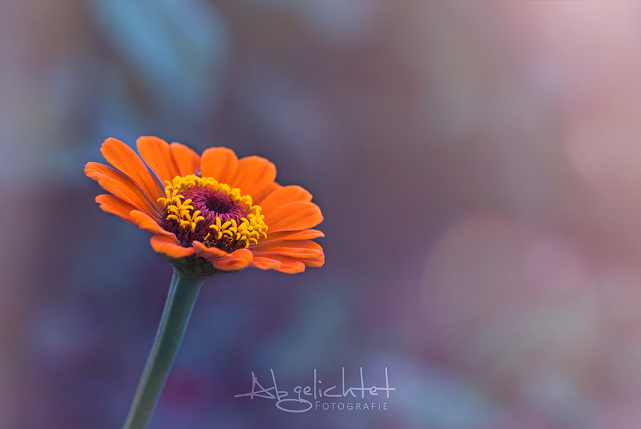 Sigma 105mm F2.8 EX DG OS HSM sample photo. Flower photography