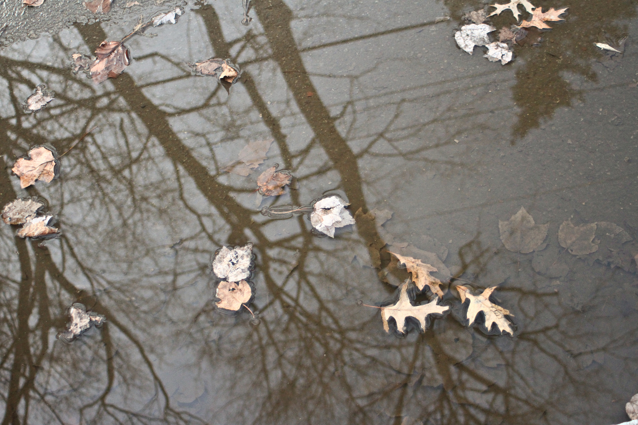Canon EF 28-80mm f/3.5-5.6 sample photo. | we all fall down photography