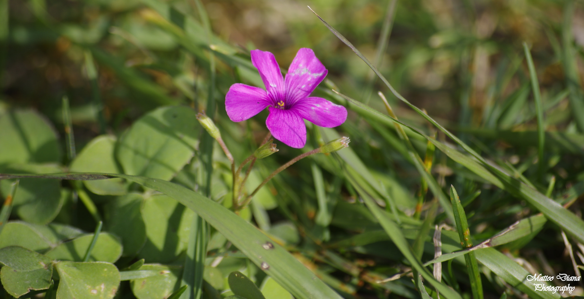 smc PENTAX-DA L 50-200mm F4-5.6 ED sample photo. Acetosella (oxalis acetosella l., 1753) photography