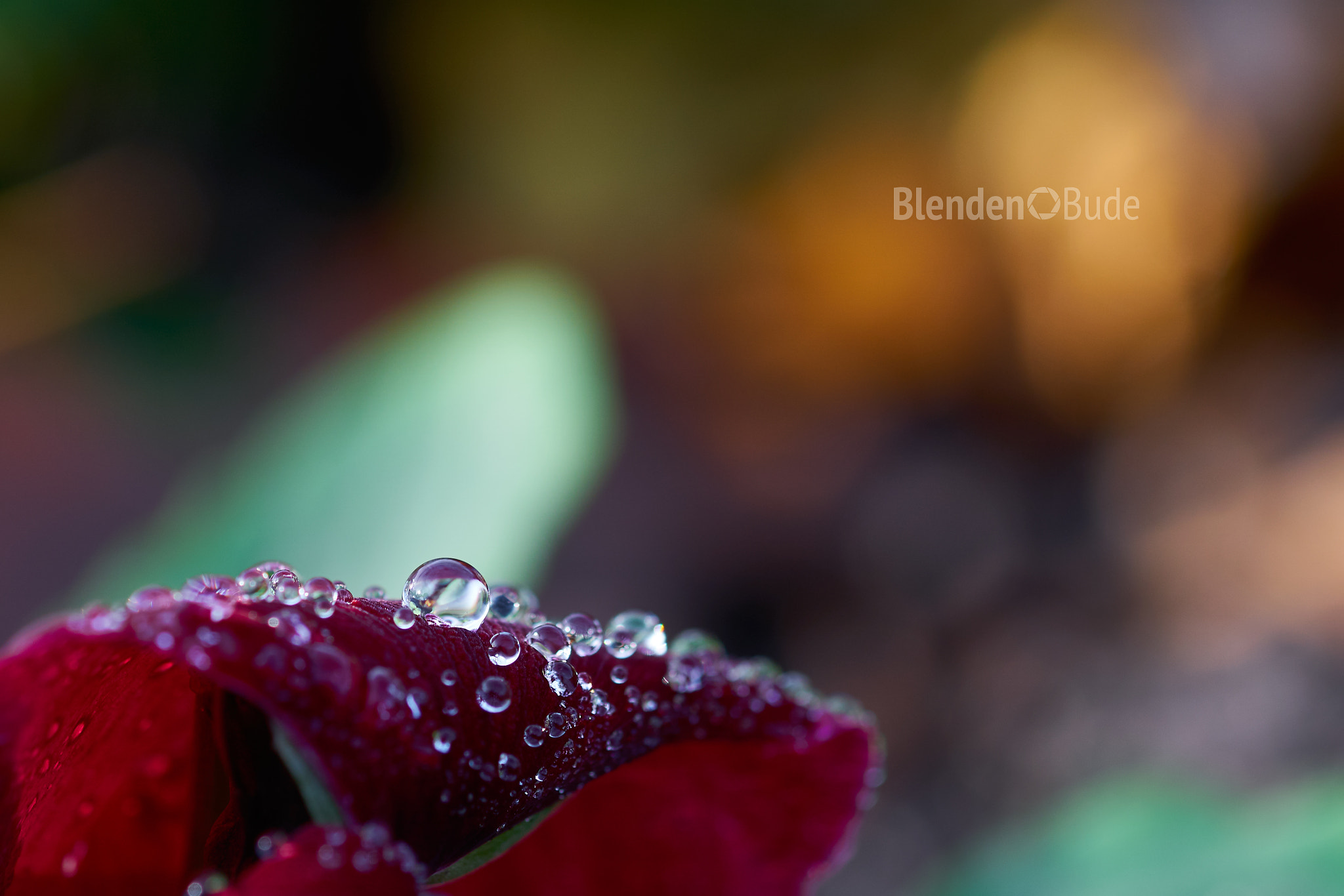 Sony ILCA-77M2 + 105mm F2.8 sample photo. Water-flower photography