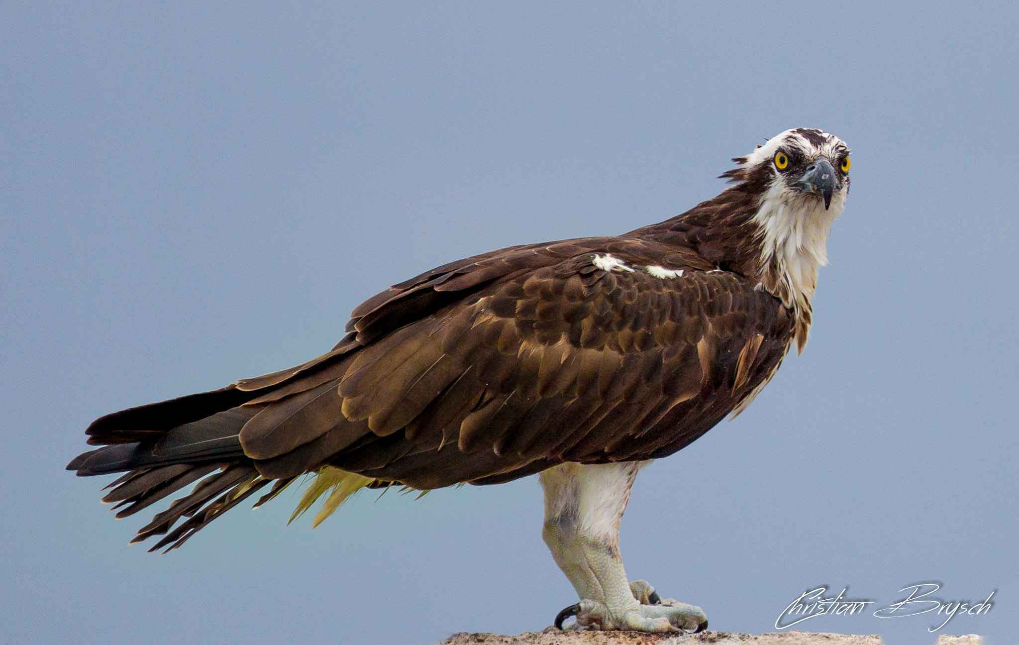 Canon EOS 50D + Canon EF 300mm F2.8L IS USM sample photo. Osprey photography