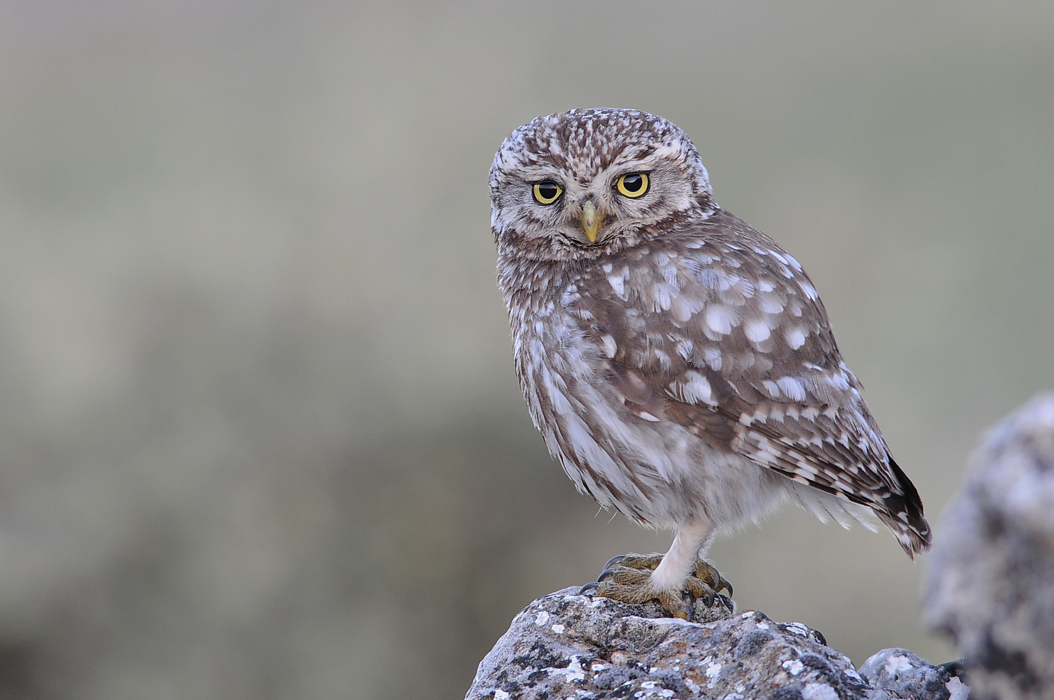Nikon D300 + Sigma 300mm F2.8 APO EX DG HSM sample photo. The look photography