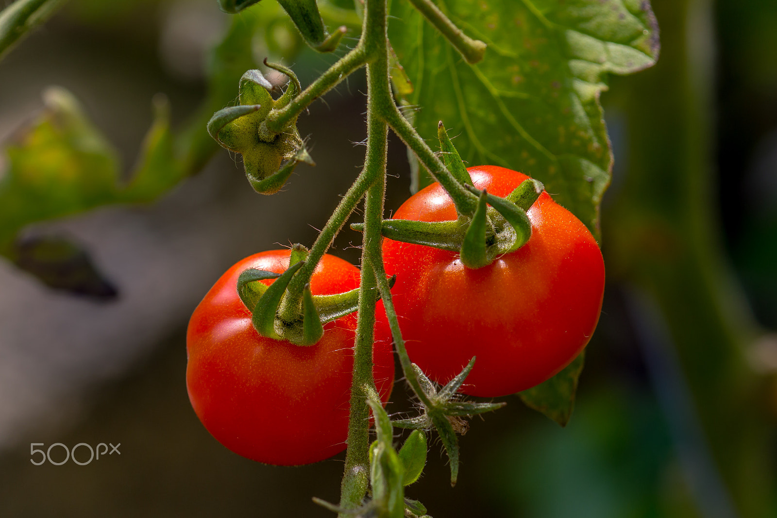 Canon EF 180mm F3.5L Macro USM sample photo. Fresh tomatoes on the vine. photography