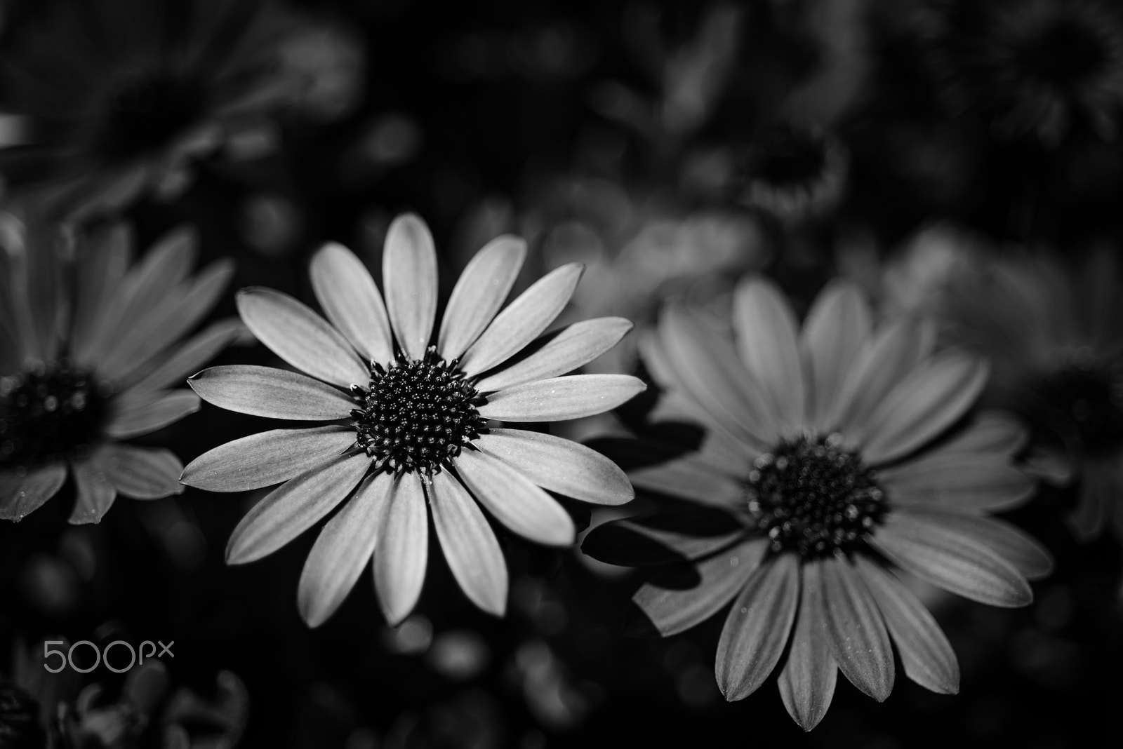 Nikon D750 + AF Micro-Nikkor 60mm f/2.8 sample photo. Bright photography