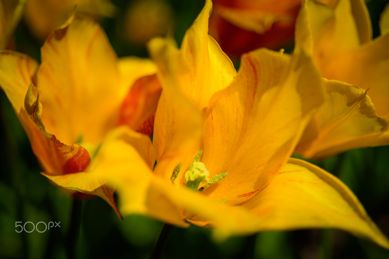 Nikon D750 + AF Micro-Nikkor 60mm f/2.8 sample photo. Yellow tulip photography